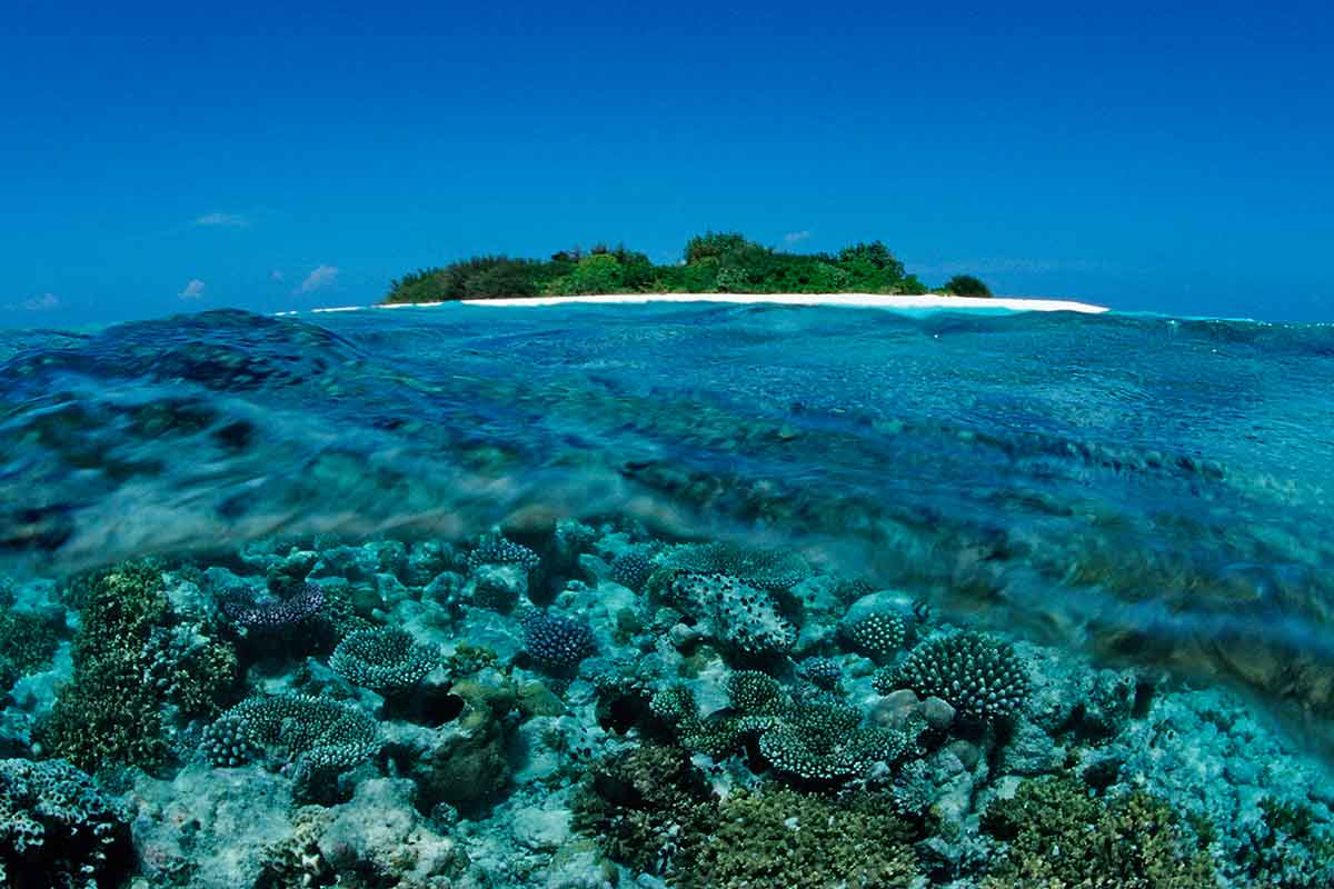 Coral reef Maldives